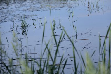 Doğa ve bitkiler Köyü