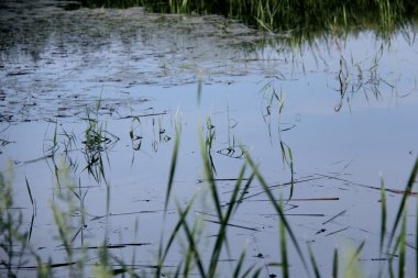 Doğa ve bitkiler Köyü