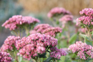 Doğa ve bitkiler Köyü