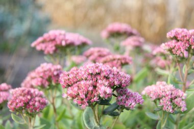 Doğa ve bitkiler Köyü