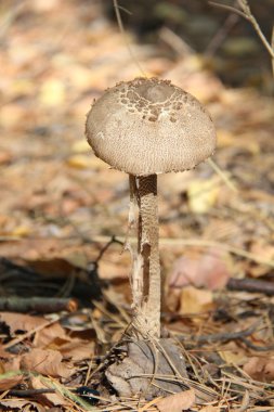 Doğa değişik şekillerde