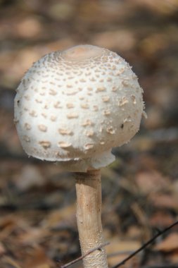 Doğa değişik şekillerde