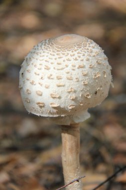 Doğa değişik şekillerde