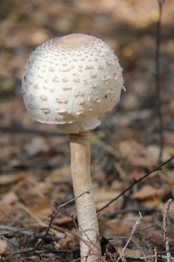 Doğa değişik şekillerde