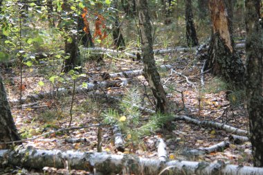 Doğa değişik şekillerde