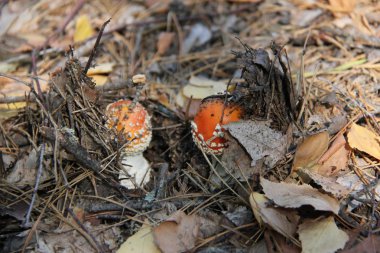 Doğa değişik şekillerde