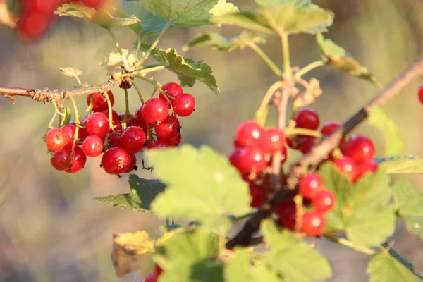 Natur och växter i byn. — Stockfoto