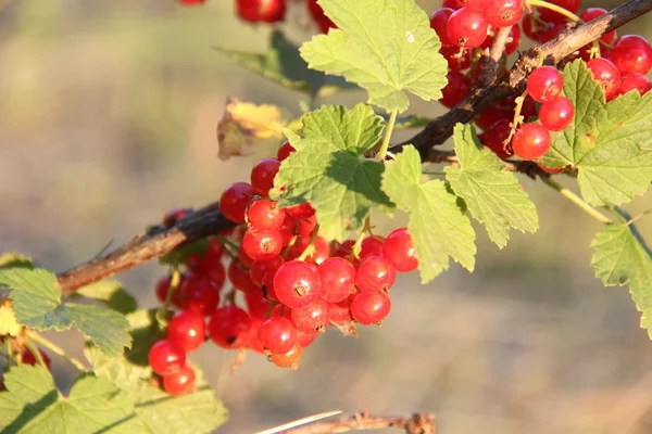 Natur och växter i byn. — Stockfoto