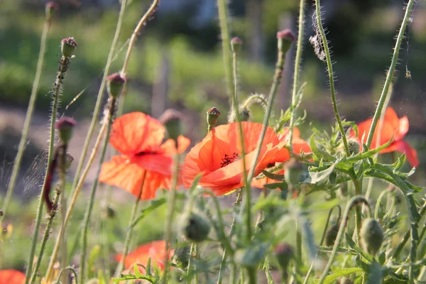 Nature and plants in the village. — Stock Photo, Image