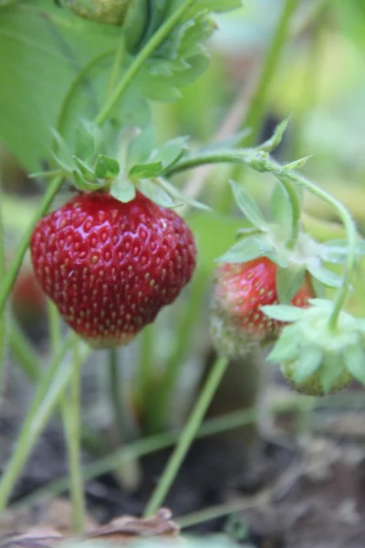 Natuur en planten in het dorp. — Stockfoto