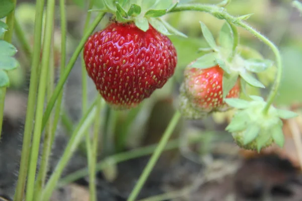 Natuur en planten in het dorp. — Stockfoto