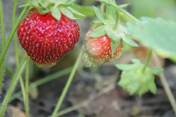 Natuur en planten in het dorp. — Stockfoto