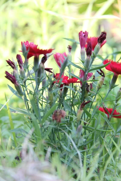 Natur und Pflanzen im Dorf — Stockfoto