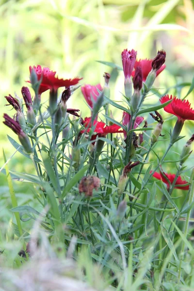 Natur und Pflanzen im Dorf — Stockfoto