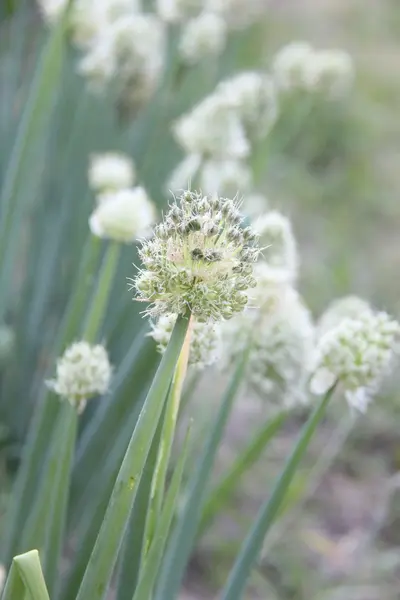 Natuur en planten in het dorp — Stockfoto