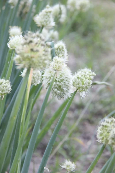 Nature and plants in the village — Stock Photo, Image