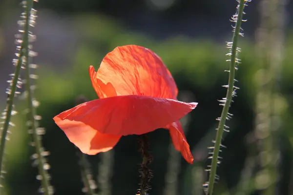 自然と村の植物 — ストック写真