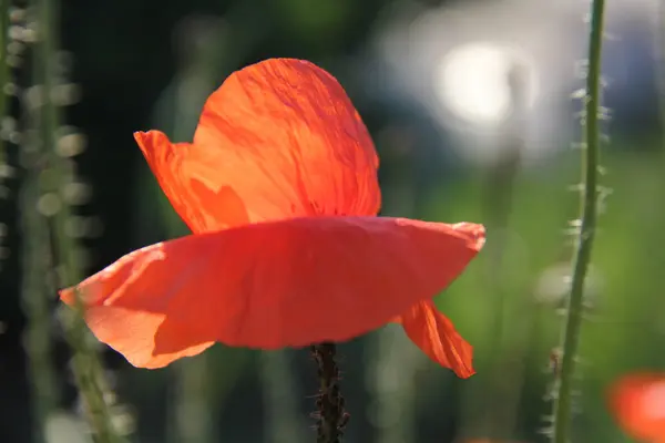 自然と村の植物 — ストック写真