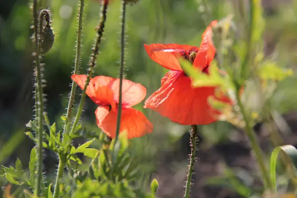 自然と村の植物 — ストック写真