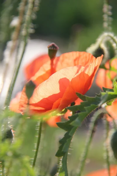 自然と村の植物 — ストック写真