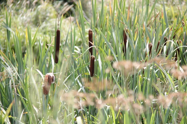 Natur und Pflanzen im Dorf — Stockfoto