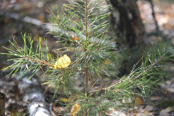 Natur in verschiedenen Formen — Stockfoto