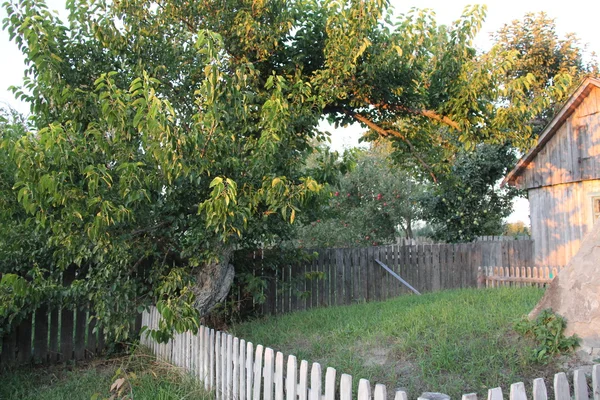 Nature in the village. — Stock Photo, Image