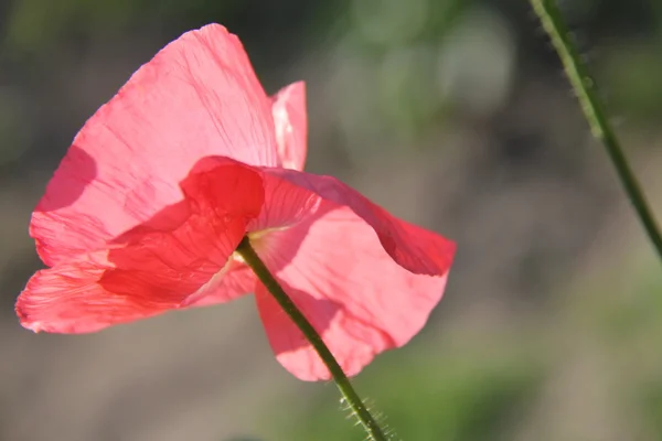 Nature et plantes dans le village Photos De Stock Libres De Droits