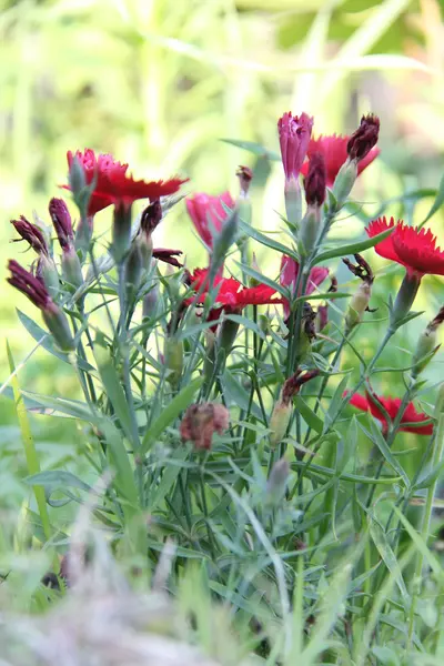 Natur im Dorf. — Stockfoto