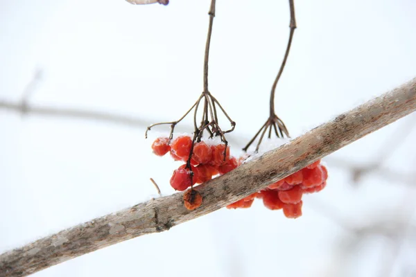 La nature dans le village . — Photo