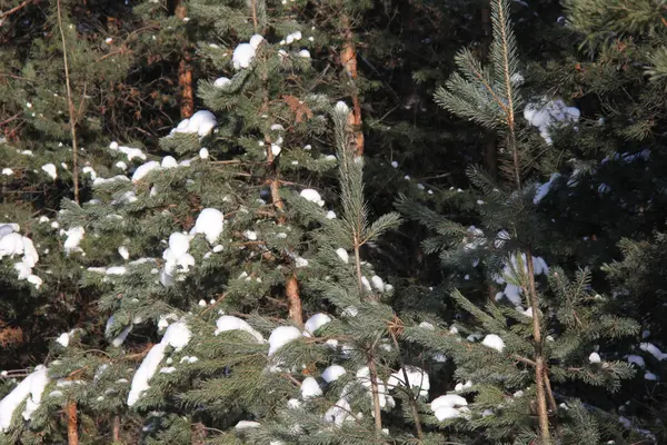 A falu télen — Stock Fotó