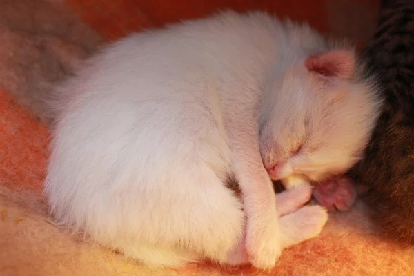 Surveillance et coexistence des animaux domestiques — Photo