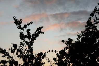 Doğa değişik şekillerde