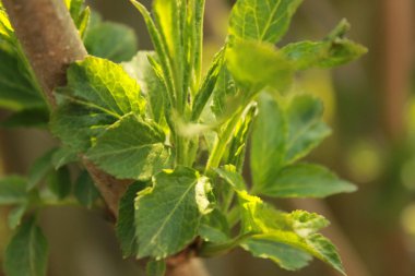 Doğa değişik şekillerde