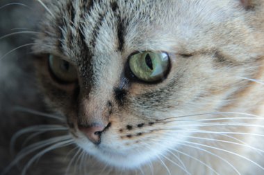 Evcil hayvan gözetim ve bir arada bulunma