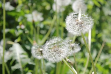 Evcil hayvan gözetim ve bir arada bulunma