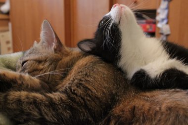 Evcil hayvan gözetim ve bir arada bulunma