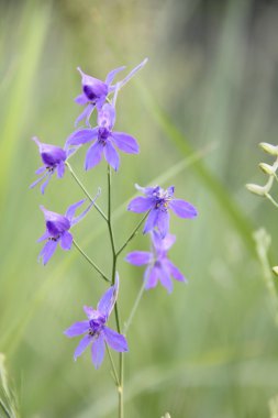 Doğa değişik şekillerde