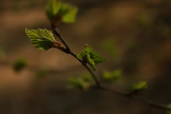 La nature sous différentes formes — Photo