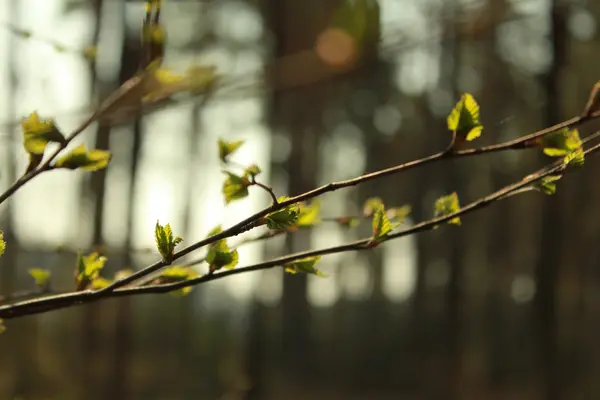 Natur in verschiedenen Formen — Stockfoto