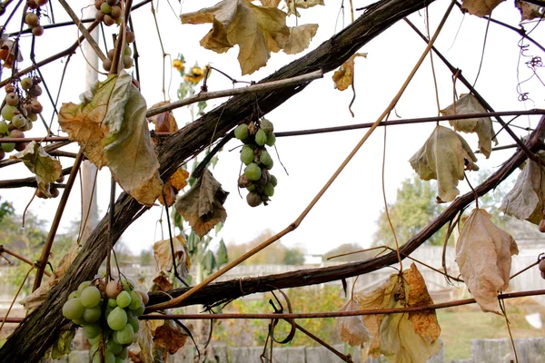 Naturen i olika former — Stockfoto