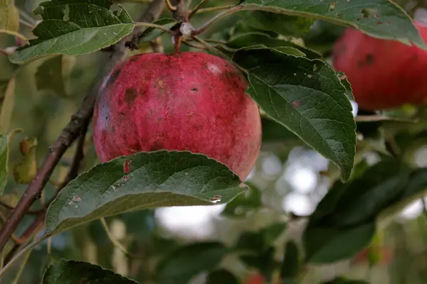 Natura w różnych formach — Zdjęcie stockowe