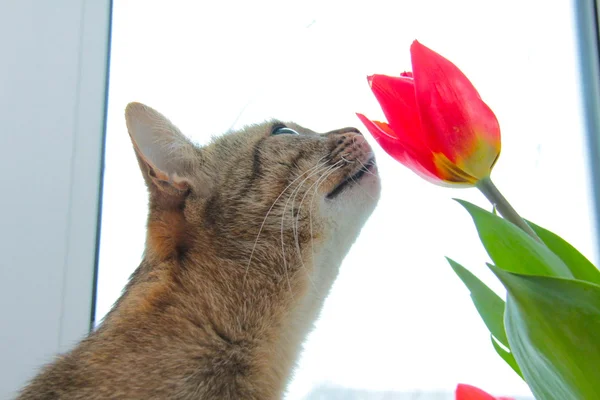 Pets surveillance and coexistence — Stock Photo, Image