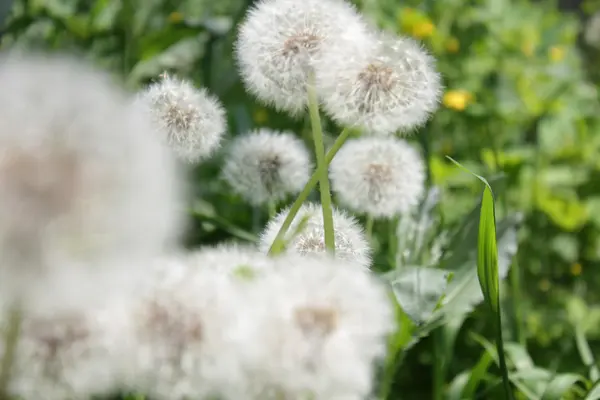 Natureza de diferentes formas — Fotografia de Stock