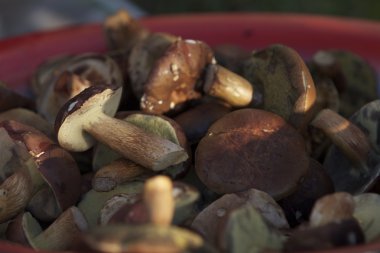 Doğa değişik şekillerde