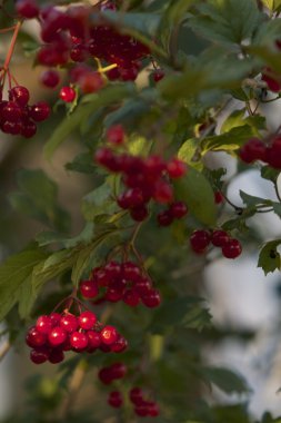Doğa değişik şekillerde