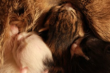 Evcil hayvan gözetim ve bir arada bulunma