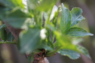 Doğa değişik şekillerde