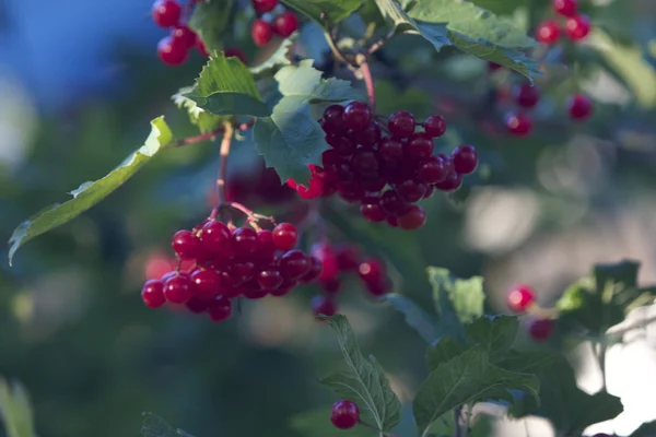 Naturen i olika former — Stockfoto