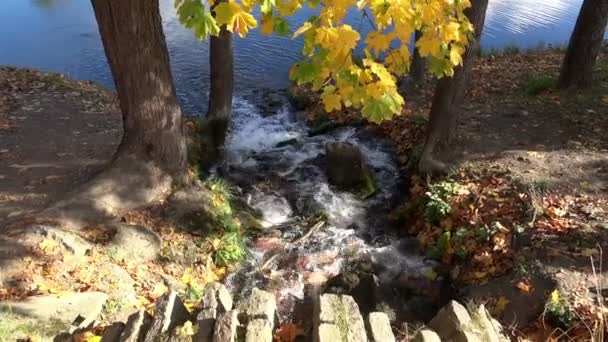 Каскад води тече вниз по скелі розміщення в озеру в зимових жовтих кленових листках — стокове відео